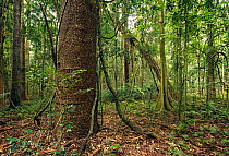 Bunya pine trees (Araucaria bidwillii) subtropical rainforest Bunya Pine Mountains National Park, southern Queensland, Australia. February