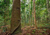Bunya pine tree (Araucaria bidwillii) Bunya Pine Mountains National Park, subtropical rainforest, southern Queensland, Australia. February