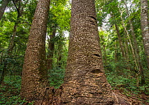 Bunya pine tree trunks (Araucaria bidwillii) Bunya Pine Mountains National Park, subtropical rainforest, southern Queensland, Australia. February