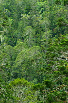 Bunya pine trees (Araucaria bidwillii) Bunya Pine Mountains National Park, subtropical rainforest, southern Queensland, Australia. February