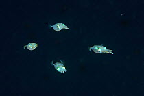 Group of Bigfin reef squids (Sepioteuthis lessoniana) swimming at night, Indonesia, Sea of Flores
