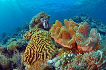 Reef with in the foreground hard corals (Lobophyllia sp., perhaps Lobophyllia robusta) and a soft coral. Indonesia, Sea of Flores.