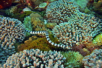 Banded sea snake / banded sea krait (Laticauda colubrina) on the reef, Indonesia, Sea of Flores