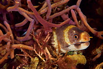Juvenile Barred / Ringed reef moray (Echidna polyzona), Indonesia, Sea of Flores