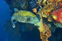 Blue spotted / Stellate pufferfish (Arothron caeruleopunctatus) eating a sponge, Indonesia, Sea of Flores