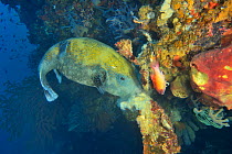 Blue spotted / Stellate pufferfish (Arothron caeruleopunctatus) eating a sponge, Indonesia, Sea of Flores