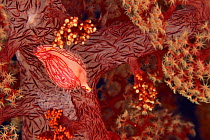 Allied cowrie (Primovula roseomaculata) on a soft coral (Dendronephthya sp.), Indonesia, Sea of Flores