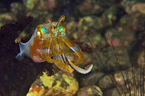 Bigfin reef squid (Sepioteuthis lessoniana), Indonesia, Sea of Flores