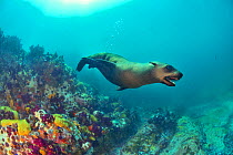Brown fur seal / Cape fur seal (Arctocephalus pusillus), Western Cape, South Africa. Atlantic Ocean.