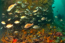 School of Bronze seabreams (Pachymetopon grande) on the reef with a diver in the background, Western Cape, South Africa. Atlantic