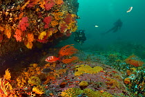 Divers on the reef covered with sea fans / gorgonians (Eunicella sp. and Leptogorgia sp.), false plum anemones (Pseudactinia flagellifera), sponges and spiny starfish / sea stars (Marthasterias glacia...