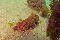 Common octopus (Octopus vulgaris), Western Cape, South Africa. Atlantic Ocean.