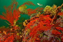 Reef with gorgonian corals / sea fans, soft corals and sponges, Western Cape, South Africa. Atlantic Ocean.