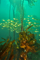 School of Strepies / Salema fish (Sarpa salpa) in kelp forest, Western Cape, South Africa. Atlantic Ocean.