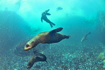 Brown fur seals / Cape fur seals (Arctocephalus pusillus) playing together, Western Cape, South Africa. Atlantic Ocean.