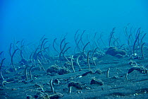 Field of Whitespotted / Spaghetti garden eels (Gorgasia maculata), Indonesia, Sea of Flores
