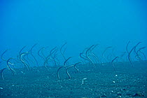 Field of Whitespotted / Spaghetti garden eels (Gorgasia maculata), Indonesia, Sea of Flores