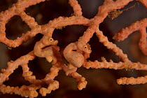 Two Denise seahorses (Hippocampus denise) on a seafan / gorgonian with a male pregnant, Indonesia, Sea of Flores