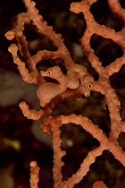 Three Denise seahorses (Hippocampus denise) on a seafan / gorgonian with a male pregnant and a juvenile among them, Indonesia, Sea of Flores