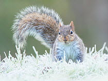 Grey squirrel (Sciurus carolinensis) in frosty garden, Wales, UK January.