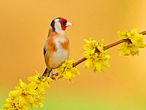RF - Goldfinch (Carduelis carduelis) on flowering forsythia, UK. (This image may be licensed either as rights managed or royalty free.)