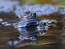Common frogs (Rana temporaria) male frogs clambering round among spawn in garden pond, Hertfordshire, England, UK, March.
