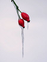Icicles hanging from Rose hips in snow, Hertfordshire, England, UK, February