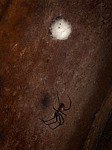 Cave Spider (Meta menardi) in web on wall of underground air raid shelter tunnels with egg sac and spiderlings above, Hertfordshire, England, UK. February, .