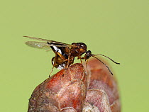 Marble Gall wasp (Andricus kollari) female ovipositing into bud of Turkey oak tree, the offspring will go on to produce the marble oak gall on Sessile oak, Hertfordshire, England, UK, March.