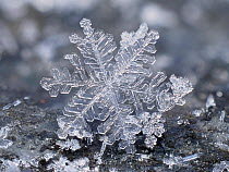Close up of individual snow flake on garden table, Hertfordshire, England, UK, February - Focus Stacked