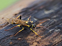 Ichneumon wasp (Amblyteles armatorius) early emerged adult on wood pile, Hertfordshire, England, UK, February - Focus stacked.