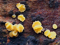 Fungi (Bisporella subpallida) tiny cup fungi growing on rotting beech log, Buckinghamshire, England, UK, January Focus Stacked.