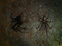 Cave spider (Meta menardi) in web on wall of underground air raid shelter tunnels, Hertfordshire, England, UK. February, .