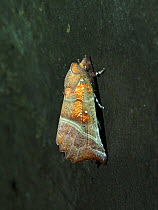 The Herald moth (Scoliopteryx libatrix) hibernating underground on wall of air raid shelter, Hertfordshire, England, UK, February.