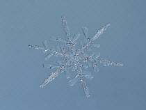 Close up of indiviual snow flake, Hertfordshire, England, UK, February - Focus Stacked