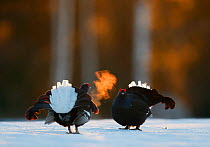 Two male Black grouse (Tetrao / Lyrurus tetrix) confronting eachother at lek, with breath condensing in cold air. Kuusamo, Finland, April.