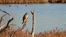 Northern Harrier (Circus cyaneus) perched on a dead branch preening, Bolsa Chica Ecological Reserve, Southern California, USA, December.