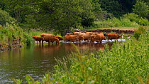 Domestic Cattle (Bos taurus) drinking and walking through river, Devon, England, UK, June.