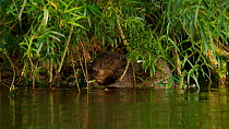 Eurasian beaver (Castor fiber) swimming over to a willow, it clambers on to a branch before beginning to feed on the surrounding leaves, Devon, England, UK.