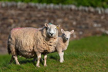 Sheep with lamb, Northumberland National Park, UK, June