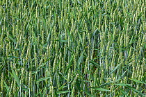 Barley crop (Hordeum vulgare), Northumberland, UK, June