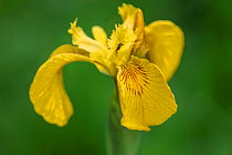 Yellow flag iris (Iris pseudacorus), Northumberland National Park, UK, May