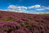 Common heather / Ling (Calluna vulgaris) in flower, Northumberland National Park, UK, August