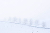 Dry stone wall and trees on misty snowy day, Northumberland National Park in winter, UK, January.