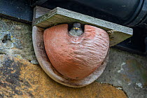 House sparrow (Passer domesticus) chick looking out of artificial house martin nest, Northumberland National Park, UK, May