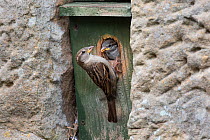 House sparrow (Passer domesticus) female feeding chick in nestbox, Northumberland National Park, UK, May