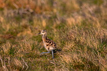 Curlew (Numenius arquata) chick, North Pennines Area of Outstanding Natural Beauty, Durham, June