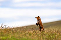 Young red fox (Vulpes vulpes) playing, Northumberland National Park, UK, July