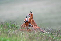 Young red foxes (Vulpes vulpes) playing, Northumberland National Park, UK, July