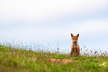Red fox (Vulpes vulpes), Northumberland National Park, UK, July